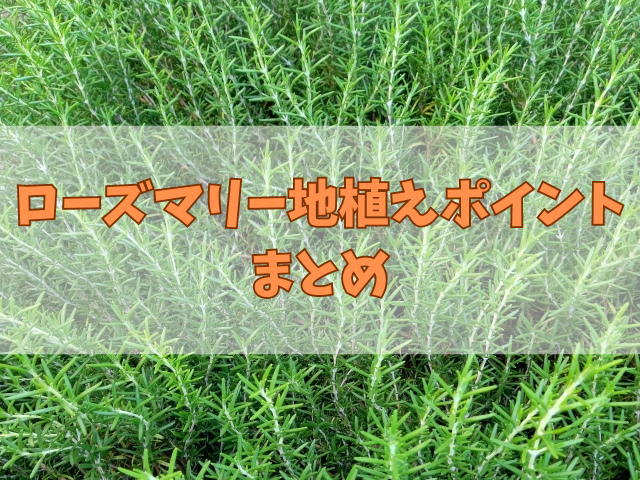 ローズマリーを地植えするポイント！植える間隔や水やりと冬の対策も！