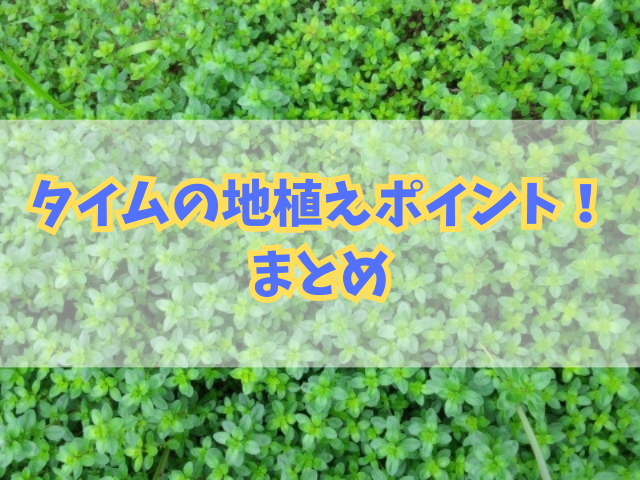 タイムを地植えする時のポイント！管理の注意点や適切な剪定方法も！