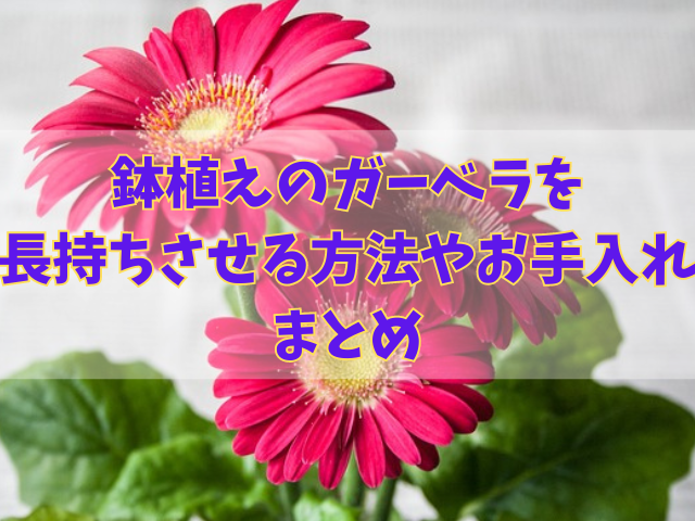 鉢植えのガーベラは長持ちさせる方法！開花済の花や夏と冬のお手入れの違い！