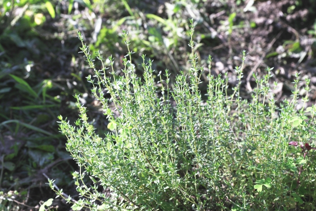 タイムを地植えする時のポイント！管理の注意点や適切な剪定方法も！