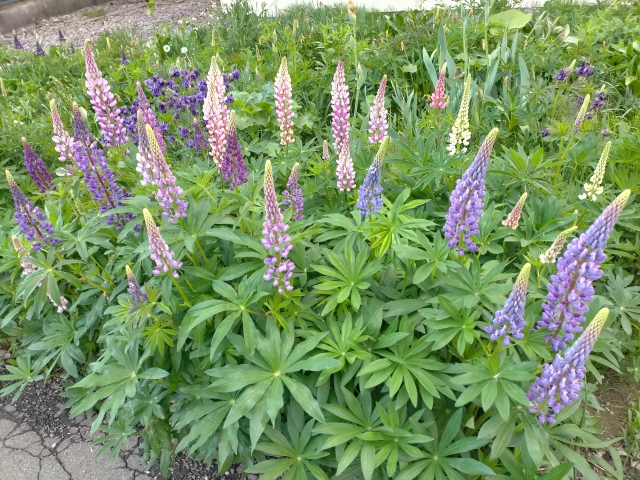 ルピナスの開花後の手入れ方法！種の採取や播種の方法と夏の乗り越え方！