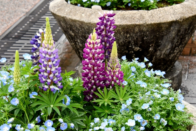 ルピナスの開花後の手入れ方法！種の採取や播種の方法と夏の乗り越え方！