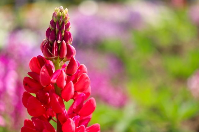 ルピナスの開花後の手入れ方法！種の採取や播種の方法と夏の乗り越え方！