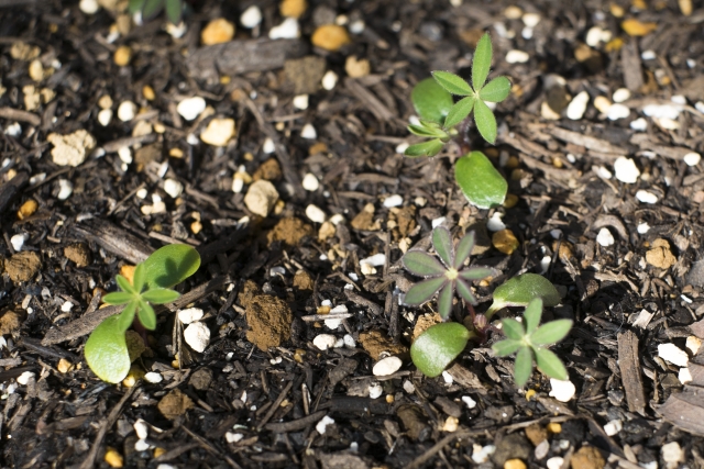 ルピナスの開花後の手入れ方法！種の採取や播種の方法と夏の乗り越え方！