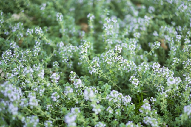 タイムを地植えする時のポイント！管理の注意点や適切な剪定方法も！