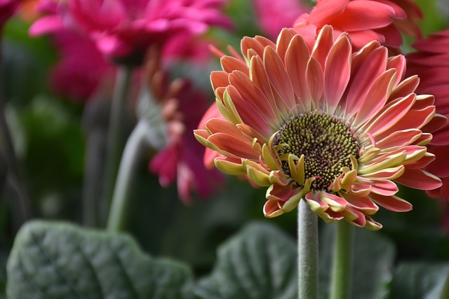 鉢植えのガーベラは長持ちさせる方法！開花済の花や夏と冬のお手入れの違い！