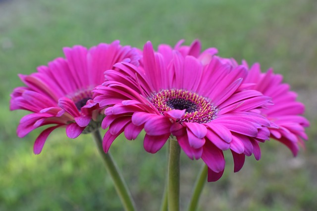 鉢植えのガーベラは長持ちさせる方法！開花済の花や夏と冬のお手入れの違い！