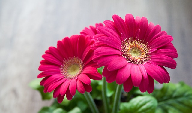 鉢植えのガーベラは長持ちさせる方法！開花済の花や夏と冬のお手入れの違い！