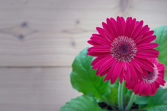 鉢植えのガーベラは長持ちさせる方法！開花済の花や夏と冬のお手入れの違い！