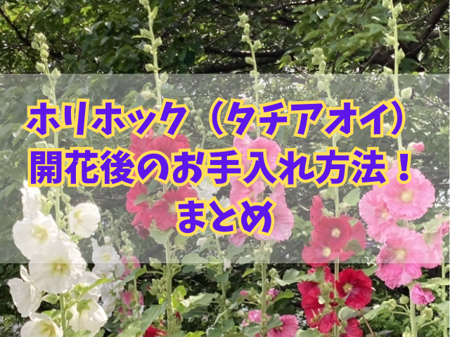 ホリホックの開花後のお手入れ方法！種の取り扱いや植え替えの注意点も！