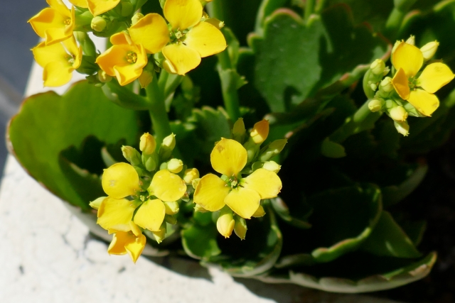 カランコエの開花後の剪定方法や植え替えのタイミング！次世代の栽培について！