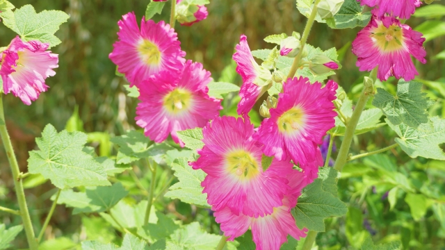 ホリホックの開花後のお手入れ方法！種の取り扱いや植え替えの注意点も！