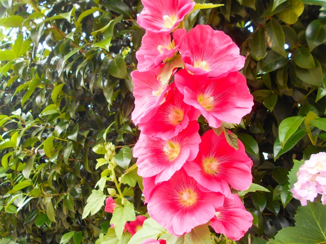 ホリホックの開花後のお手入れ方法！種の取り扱いや植え替えの注意点も！