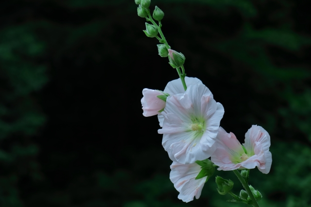 ホリホックの開花後のお手入れ方法！種の取り扱いや植え替えの注意点も！