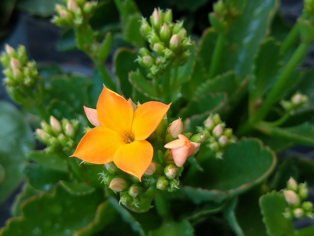 カランコエの開花後の剪定方法や植え替えのタイミング！次世代の栽培について！