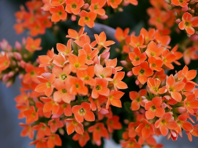 カランコエの開花後の剪定方法や植え替えのタイミング！次世代の栽培について！