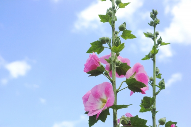 ホリホックの開花後のお手入れ方法！種の取り扱いや植え替えの注意点も！