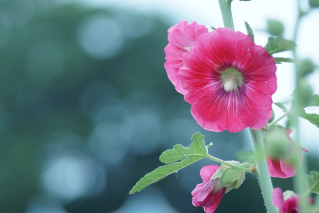 ホリホックの開花後のお手入れ方法！種の取り扱いや植え替えの注意点も！