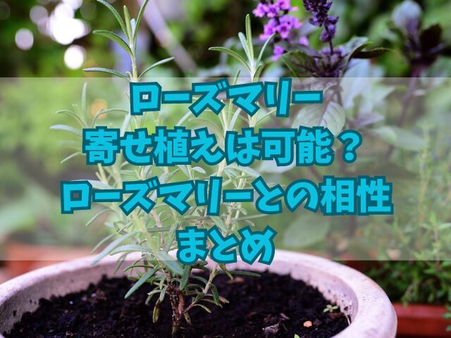 ローズマリーの寄せ植えは可能？相性の良いハーブと良くないハーブ！