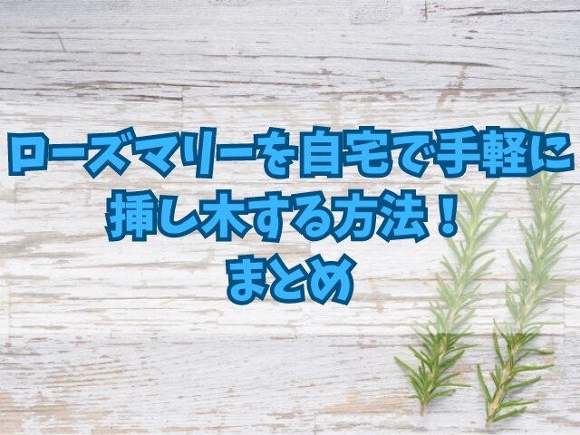 ローズマリーを自宅で手軽に挿し木する方法！管理のポイントも紹介！