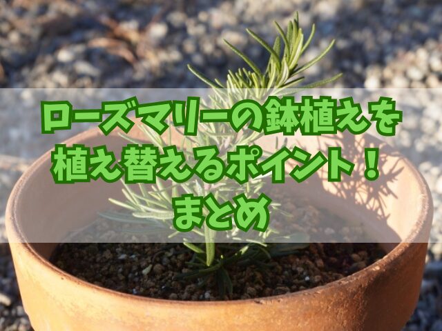 ローズマリーの鉢植えを植え替えるポイント！手順や土選びとタイミングも！